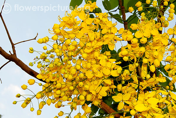 Yellow Flowers Names: Unveiling the Beauty